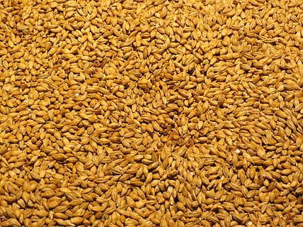 barley-malt-grain-malted-barley-thumbnail.jpg